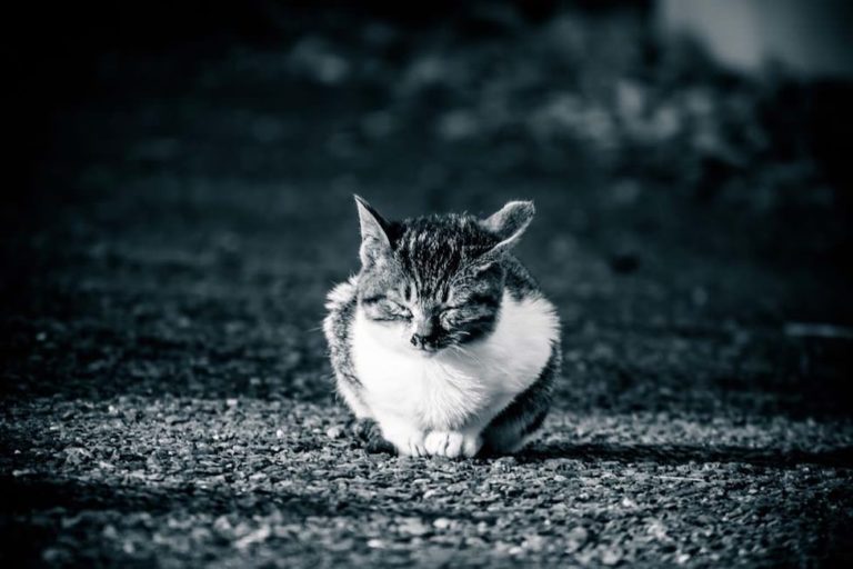 豆知識 猫とネズミよりも相性の良い動物って知ってる